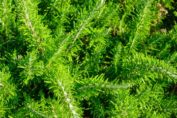 Rosemary texture and background garden herbs
