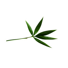 Photo of single bamboo leaf with leaves isolated on transparent background
