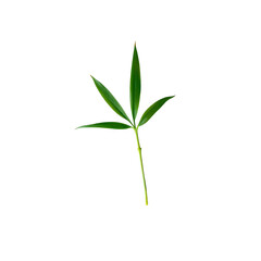 Photo of single bamboo leaf with leaves isolated on transparent background