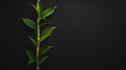 Close-up of a bamboo plant stem with leaves