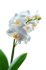 A single, delicate white orchid bloom with green leaves, isolated on a pure white background. Exotic, elegance.