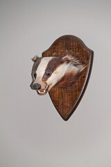 The Wall Mounted Head of a Badger Animal.