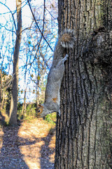 Squirrel in Central Park New York climbing down a tree