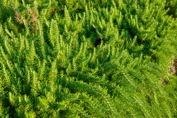 Rosemary texture and background garden herbs