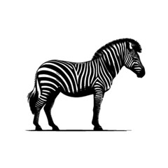 Zebra with Grass Vector – Peaceful Safari Wildlife Scene Illustration