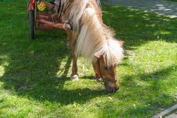 pony horse grazing on the grass in the park