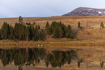 Two swans are swimming in a lake, with trees and a mountain in the background.