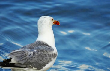 Portrait of a seagull watching at the blue sea on the beach seabird background