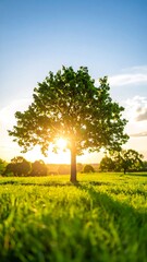 A lone tree in a field bathed in golden sunlight at sunset