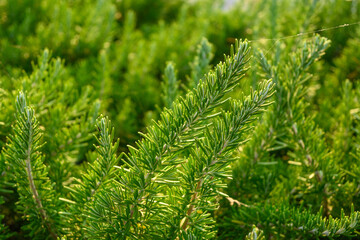 Rosemary texture and background garden herbs
