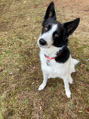 Black and white Border Collie dog sitting on green grass, with an enquiring head tilt, looking directly at the camera