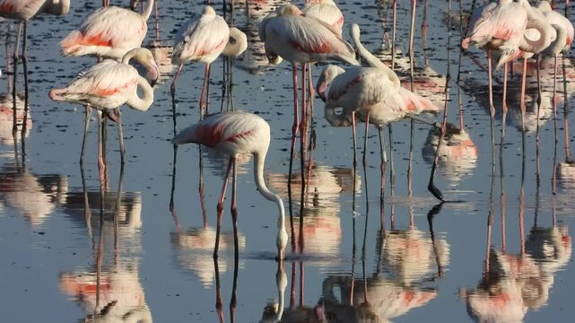 Flamencos en libertad