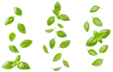 fresh basil leaves falling down set PNG. Sweet basil herb leaves flying isolated. Aromatic herb sweet basil for cooking and food preparations PNG. Sweet basil leaf isolated