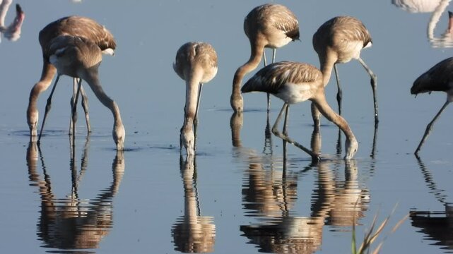 Pollos de flamencos en la Laguna de Fuente de Piedra