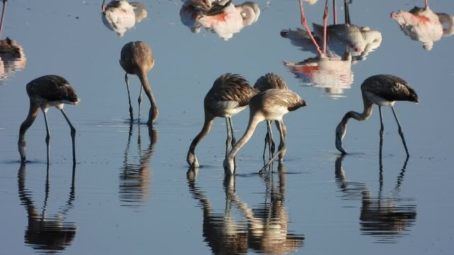 Flamencos j&oacute;venes bebiendo agua