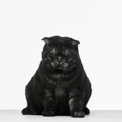 Black Scottish Fold cat with stern expression seated facing forward. Concept of serious pet...