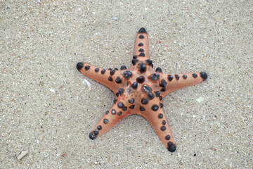 Collection of starfish on clean sand