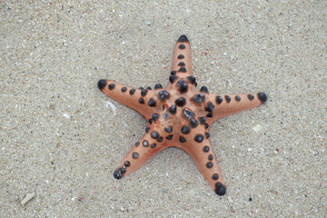 Collection of starfish on clean sand