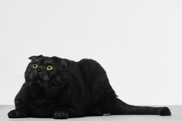 Black cat crouching on floor with curious expression against white background. Concept of feline...