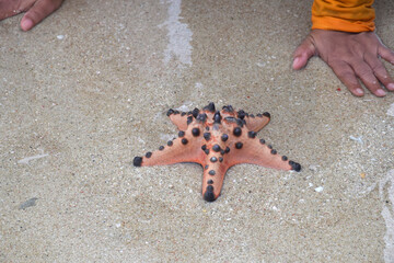 Collection of starfish on clean sand