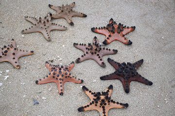 Collection of starfish on clean sand