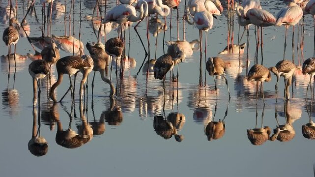 Flamencos en la Laguna de Fuente de Piedra