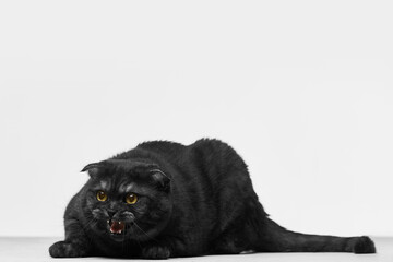 Black cat hissing with bared teeth and intense expression on white backdrop. Concept of feline...