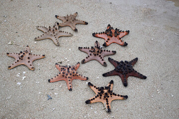 Collection of starfish on clean sand
