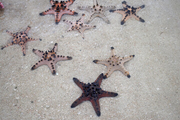 Collection of starfish on clean sand