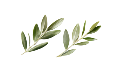 Olive leaf jewelry on white background,png