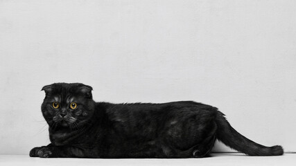 Black cat lying sideways on floor with calm attentive gaze. Concept of relaxed pet mood, domestic...