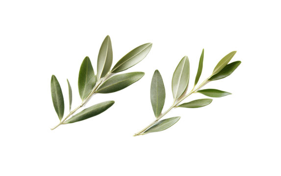 Olive leaf jewelry on white background,png