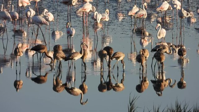 Flamencos j&oacute;venes en la Laguna de Fuente de Piedra