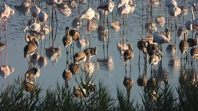 Flamencos en la Laguna de Fuente de Piedra