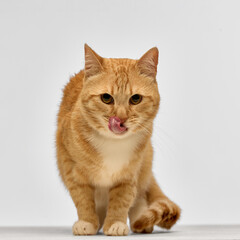 Ginger cat licking nose while walking forward on studio floor. Concept of pet behavior, feline diet...