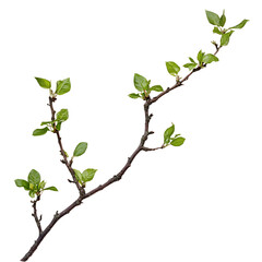 Obraz premium Detailed Tree Twig and Leaves on Transparent Background