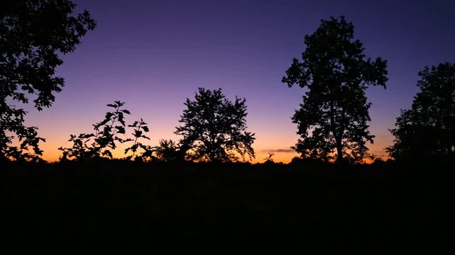 A moody scene of forest silhouettes under a twilight sky filled with amber and violet hues
