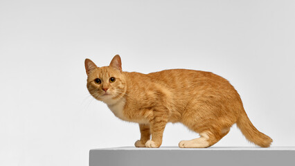 Full body side view of orange cat standing alert on raised platform. Concept of feline posture, studio animal photography, pet anatomy, home pets, and educational visuals.