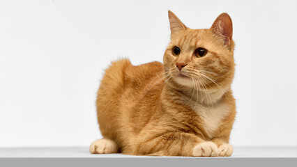 Ginger cat laying down with calm expression. Concept of pet relaxation, animal temperament,...