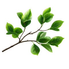 Fototapeta premium Vibrant Fresh Green Leaves on Branch Close-up Nature Background