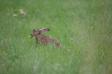 Hase beim fressen