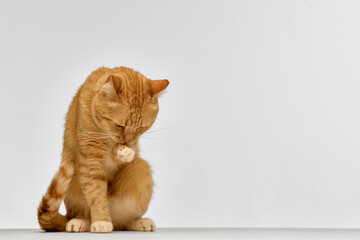 Ginger cat grooming paw with eyes closed in vertical seated pose on white background. Concept of pet hygiene, feline behavior, animal care campaigns, and veterinary education.