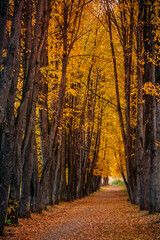 Autumn forest nature. Linden alley with yellow leaves, strewn path. Concept mood melancholy,...