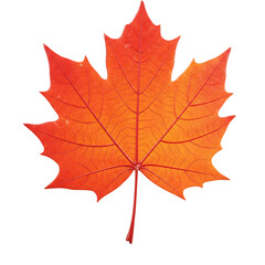 Obraz premium Vibrant orange maple leaf isolated on transparent background