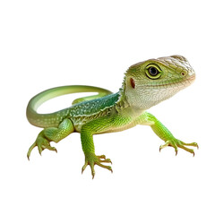 Obraz premium Elegant Green Lizard with Curled Tail on White Background