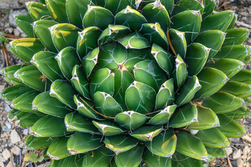 Agave victoriae reginae, the Queen Victoria agave or royal agave