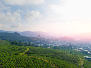 Scenic green tea plantation landscape in Da lat, Vietnam at sunrise