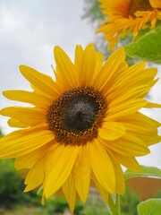 close up of vibrant yellow sunflowers seen from a low angle against a light grey sky