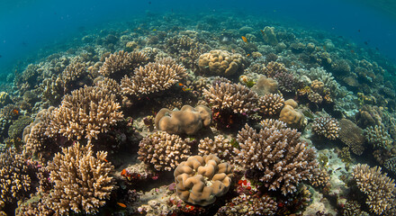 Fototapeta premium Capture the vibrant, colorful life of a coral reef from an underwater view. Highlight textures, clarity, and biodiversity.