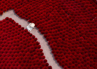 Aerial view Female worker drying red incense sticks in Vietnam